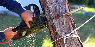 Best Tree Disease Treatment  in El Reno, OK