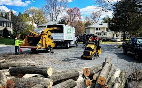 Best Lawn Disease Treatment  in El Reno, OK