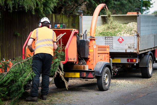 Best Tree Risk Assessment  in El Reno, OK