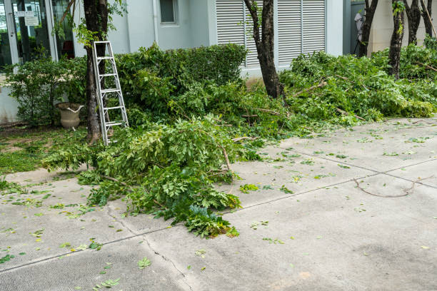 Best Hedge Trimming  in El Reno, OK