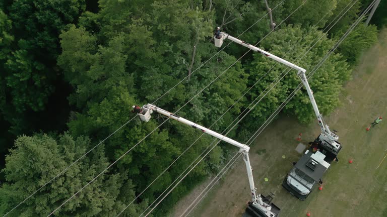 Best Storm Damage Tree Cleanup  in El Reno, OK