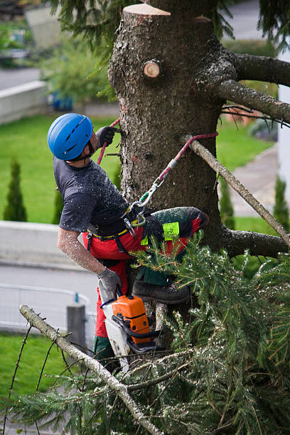 Best Tree Preservation Services  in El Reno, OK