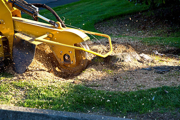Best Tree Health Inspection  in El Reno, OK