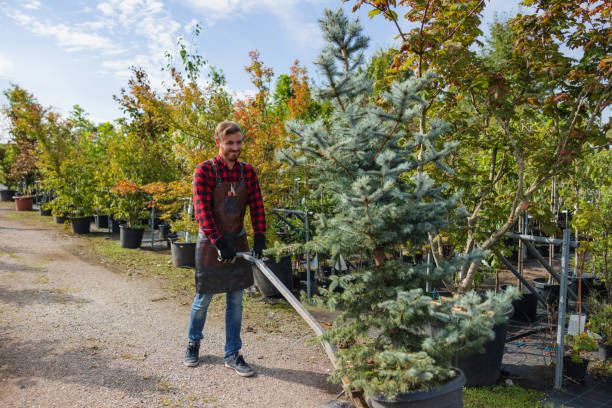 Best Emergency Tree Removal  in El Reno, OK