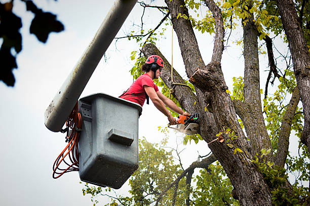 Best Tree Mulching  in El Reno, OK