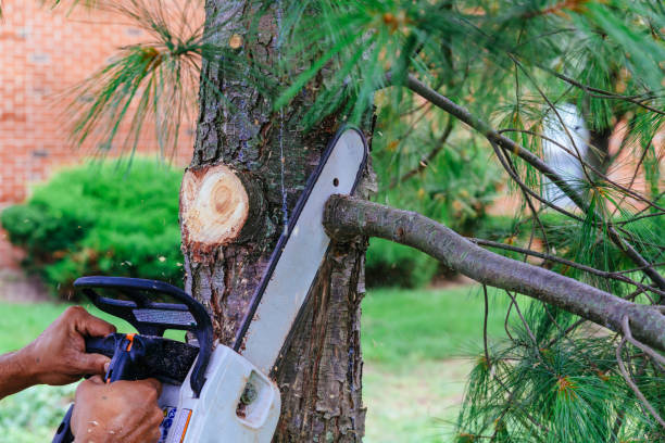 Best Hazardous Tree Removal  in El Reno, OK